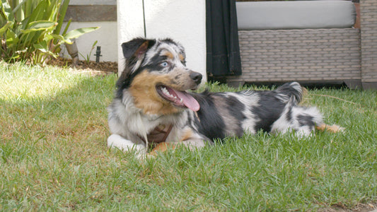 dog breed aussie food water mess spills stains splatter wall protector